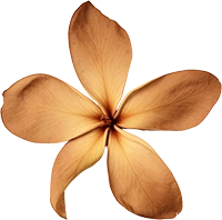 flower petal